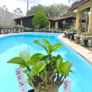 2506 29 Arabicum Godji Champ F2 12 meses