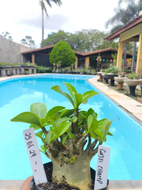 2506 29 Arabicum Godji Champ F2 12 meses