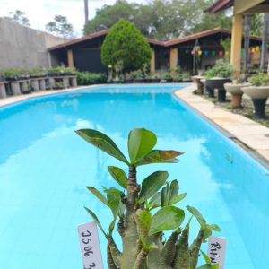 2506 30 Arabicum Rhino F2 12 meses