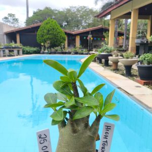 2506 26 Arabicum Higthower F2 12 meses