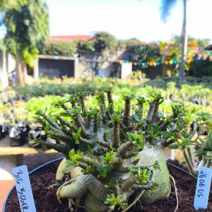 2606 05 Arabicum God Bigger Adulta