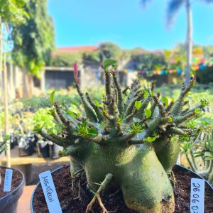 2606 03 Arabicum Megatron Adulta