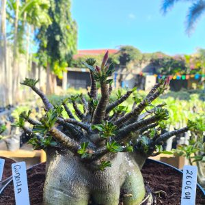 2606 04 Arabicum Godzilla Adulta