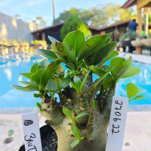2706 22 Arabicum Brutos F2 12 Meses