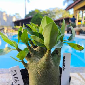 2706 02 Arabicum Maverick F2 12 Meses
