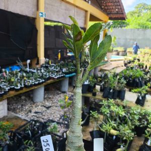2506 13 Big Caudex Arabicum Lilac