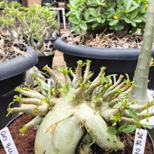 2806 06 Arabicum God Bigger