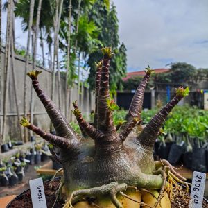 2806 04 Arabicum Godji Pura Adulta