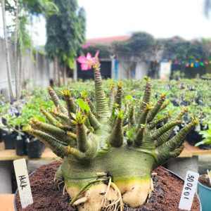 3006 01 Arabicum Hulk Adulta