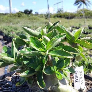 3006 11 Arabicum Panzer Adulta