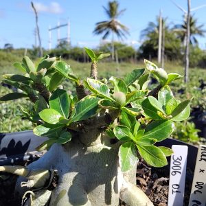 3006 01 Arabicum Hulk x DDC Pura  Adulta