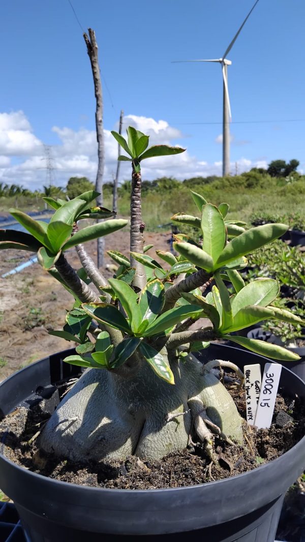 3006 15 Arabicum Godji f2 x Black hawk Pura  Adulta