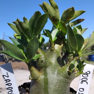 3006 01 Arabicum Zapdos 12 Meses