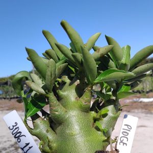 3006 11 Arabicum Pidge 12 Meses