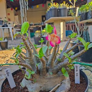 2006 05 Arabicum Odin Adulta