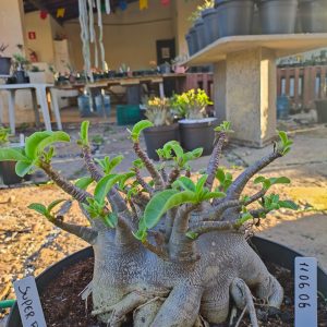 2006 06 Arabicum Super Black Adulta