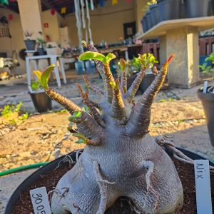 3005 04 Arabicum Nix Adulta