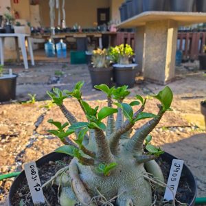 2905 10  Arabicum Godji Dk Adulta