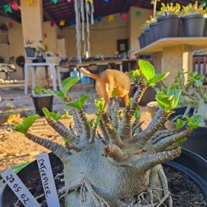 2805 02  Arabicum Caterpiler Adulta