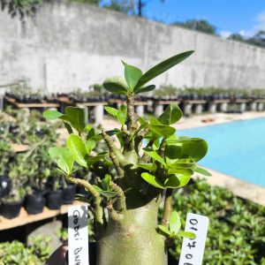 0107 06 Arabicum Godji Bnk 12 Meses