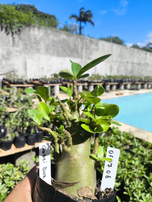 0107 06 Arabicum Godji Bnk 12 Meses