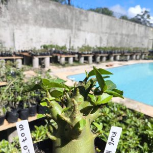 0107 07 Arabicum King Kong 12 Meses