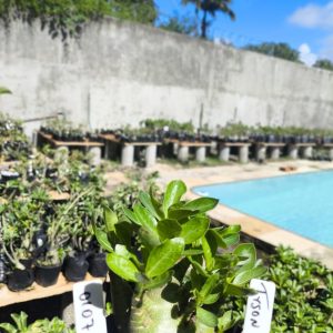 0107 09 Arabicum Tyson F2 12 Meses