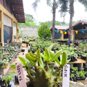 0207 06 Arabicum Popeye F2 12 Meses