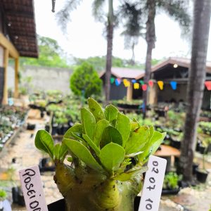 0207 10 Arabicum Poseidon F2 12 Meses