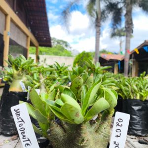 0207 29 Arabicum Mastodonte F2 12 Meses