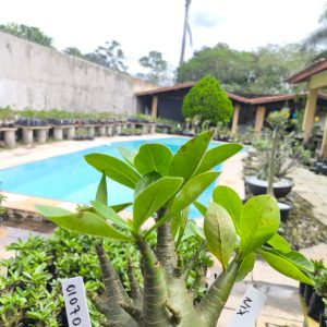 0107 04 Arabicum Nix F2 12 Meses