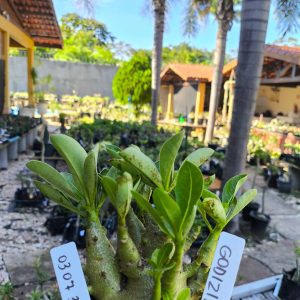 0307 30 Arabicum Godzilar F2 12 Meses