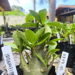 0307 55 Arabicum Ironmeide F2 12 Meses