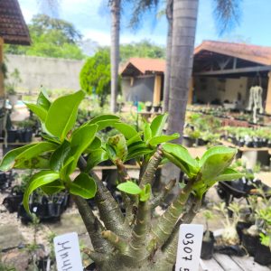 0307 52 Arabicum Mammoth F2 12 Meses