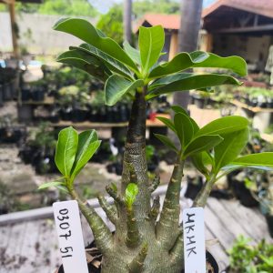 0307 51 Arabicum Mkmk F2 12 Meses