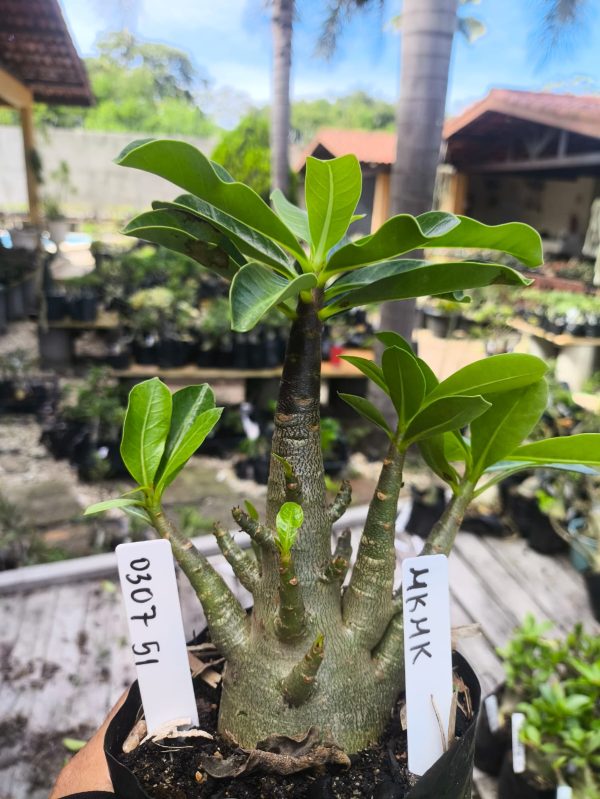 0307 51 Arabicum Mkmk F2 12 Meses
