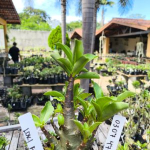 0307 47 Arabicum Loki F2 12 Meses