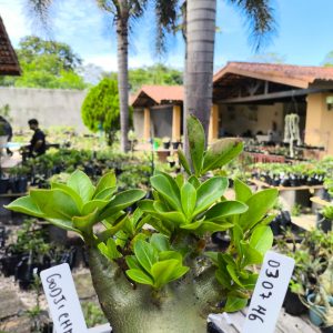 0307 46 Arabicum Godji Champ F2 12 Meses