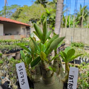 0307 45 Arabicum Fait Boy F2 12 Meses