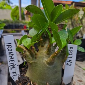 0307 42 Arabicum Ironmeide F2 12 Meses