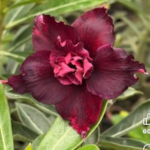 Baby - Rosa Do Deserto Purple Beauty