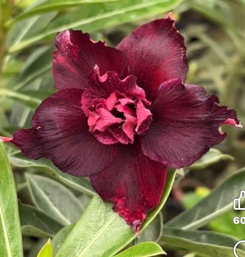 Baby - Rosa Do Deserto Purple Beauty