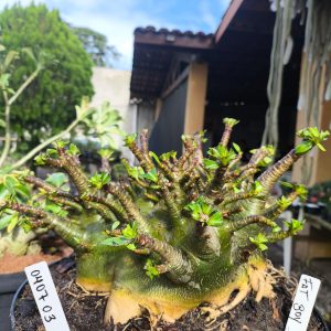 0407 03  Arabicum Fat boy  Adulta