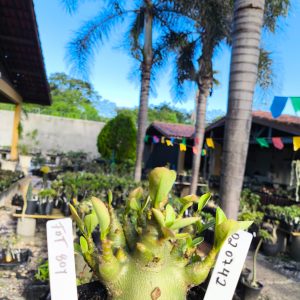 0207 42 Arabicum Fat boy F2 12 Meses