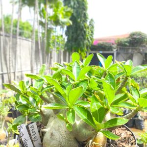 0707 02  Arabicum Tanos Tigrada  Adulta