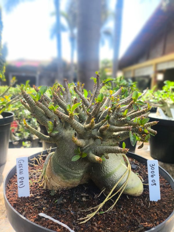 3006 08  Arabicum Green Pod  Adulta