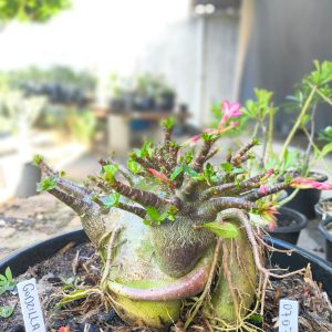0707 05  Arabicum Godzilla  Adulta