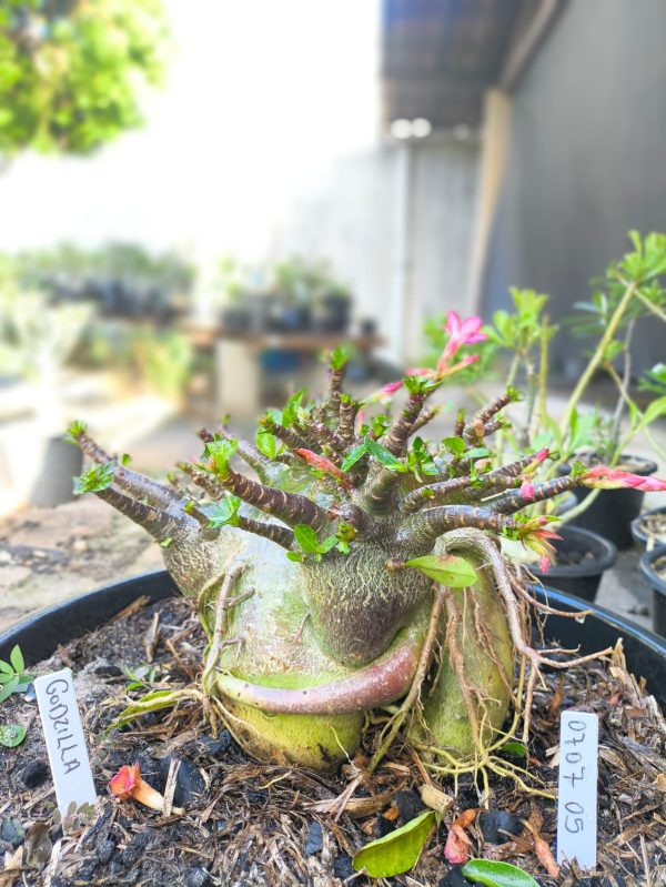 0707 05  Arabicum Godzilla  Adulta