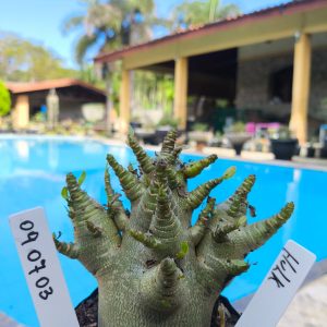 0907 03 Arabicum Hulk F2 12 Meses