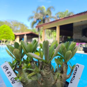 0907 06 Arabicum Carterpiller F2 12 Meses